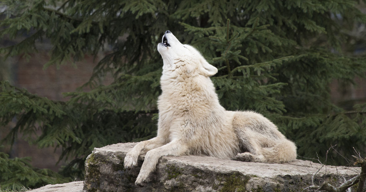 parc animalier loup